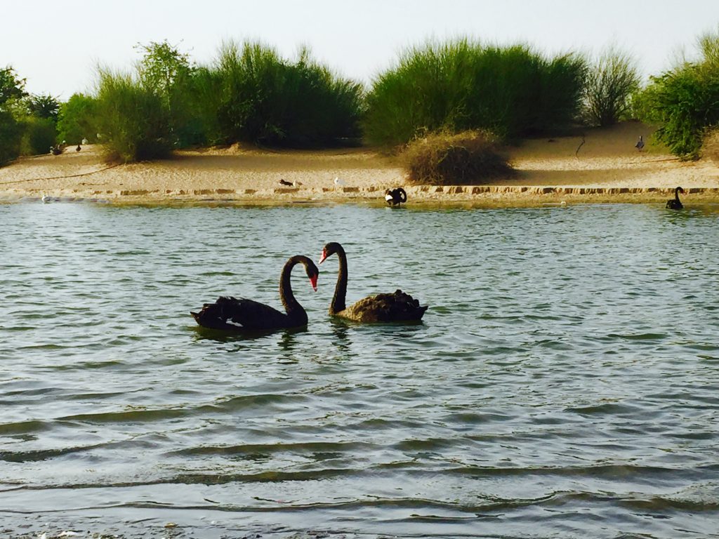 Al Qudra - love lake
