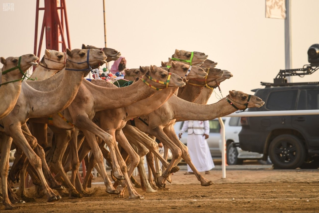 DubaiCrown Prince Camel Festival