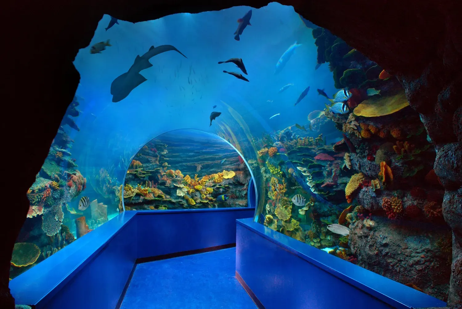 Your Ultimate Sharjah Aquarium Guide