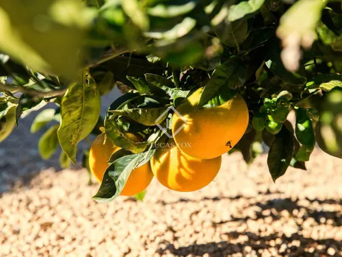 5 Bedrooms Country house in Diseminado P 26 Sta Gertrudis